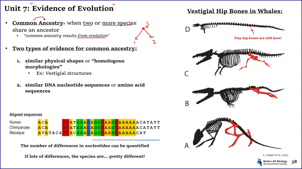 L5- Evidence of Evolution, Common Ancestry, and Continuing Evolution